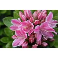 Azalea japonica'Kermesina' 