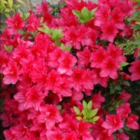 Azalea japonica'Arabesk' 
