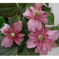 Clematis'Broughton Star' 
