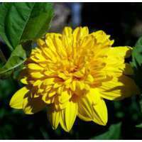 Helianthus decapetalus'Sunshine Daydream'