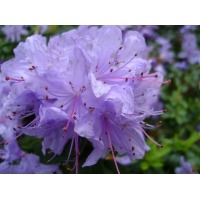 Rhododendron'Blue Silver' 