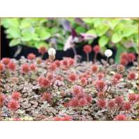 Acaena microphylla'Küpferteppich' 