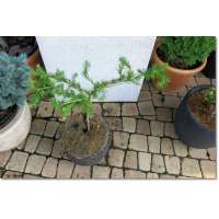 Larix decidua'Komarek Hexe' 