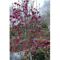 Magnolia'Black Beauty' 