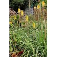 Kniphofia citrina(noo)