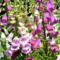 Digitalis purpurea'Excelsior Hybrids'