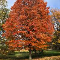 Acer saccharum 