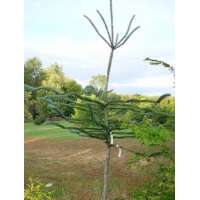 Picea engelmannii'Snake' 