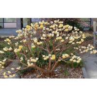 Edgeworthia chrysantha 