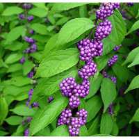 Callicarpa bodinieri'Profusion' 