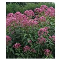 Eupatorium maculatum'Phantom'