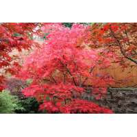 Acer palmatum'Chitoseyama' 