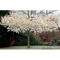 Prunus subhirtella'Autumnalis' 