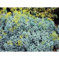 Ruta graveolens'Jackman's Blue'