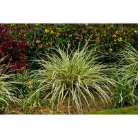 Carex morrowii'Goldband'