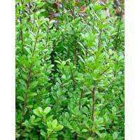 Ilex crenata'Caroline Upright' 80-100cm.cm.hoog met kluit 