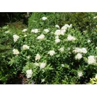 Spiraea japonica'Albiflora' 