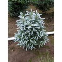 Abies koreana'Silver Star' 