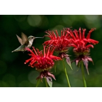 Monarda'Jacob Cline'