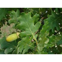 Quercus robur'Fastigiata koster 