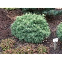 Pinus strobus'Minima' 
