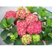 Hydrangea macrophylla'Red Wonder' 