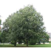 Celtis australis 
