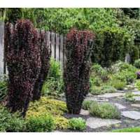 Berberis thunbergii'Helmond Pillar' 