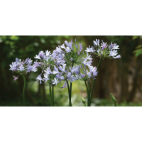 Agapanthus'Barley Blue' 
