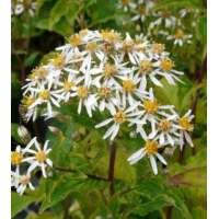 Aster macrophyllus'Albus'