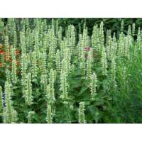 Agastache rugosa'Alabaster' 