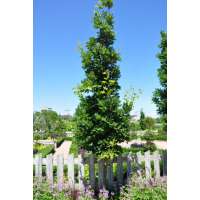 Quercus bimundorum'Crimschmidt' 