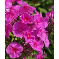 Phlox amplifolia'Winnetou'