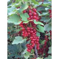 Rode Aalbes (Ribes rubrum'Jonkheer van Tets') 
