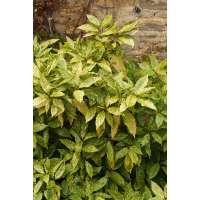 Aucuba japonica'Golden King 