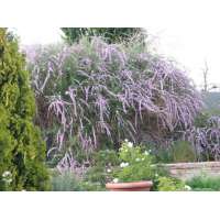 Buddleja alternifolia'Argentea' 