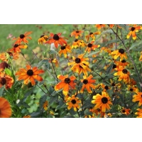 Rudbeckia triloba'Prarie Glow'