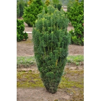 Cephalotaxus harringthonia'Fastigiata' 
