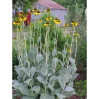 Rudbeckia maxima