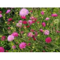 Knautia macedonica'Melton Pastels'