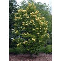 Syringa pekinensis'Zhang Zhiming' 