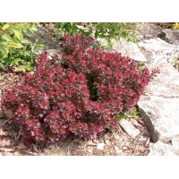 Berberis thunbergii'Atropurpurea Nana' 