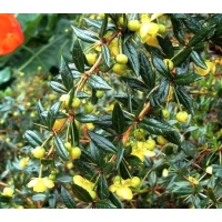 Berberis frikartii'Telstar' 