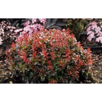 Berberis thunbergii'Bagatelle' 