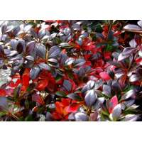 Berberis media'Red Juwel' 