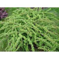 Berberis thunbergii'Green Carpet' 