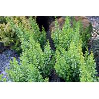 Berberis thunbergii'Powpow' 