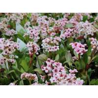 Bergenia'Drangonfly Angel Kiss'