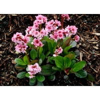 Bergenia'Pink Dragonfly'