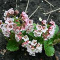 Bergenia'Cyanea'
